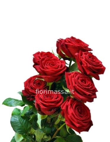 Rose rosse a stelo extra